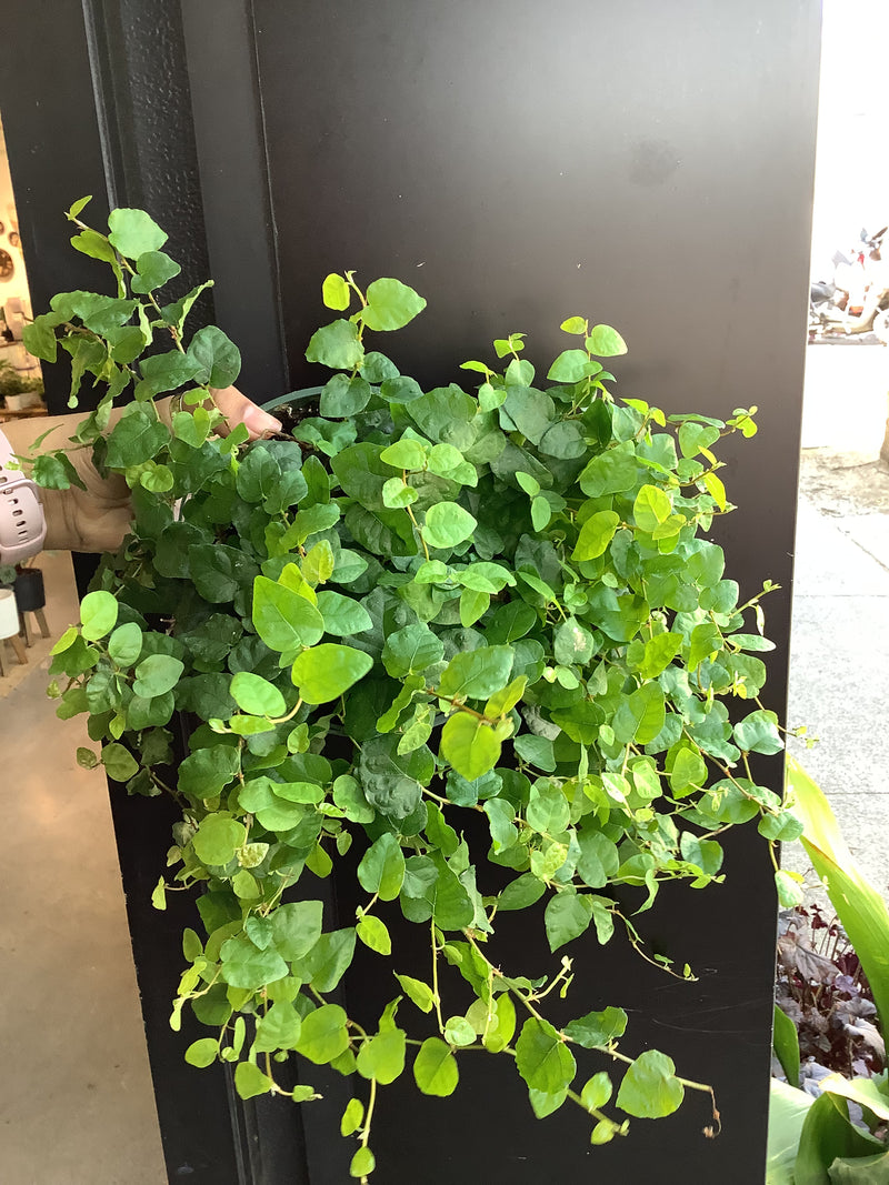 Creeping Fig- Ficus Pumila