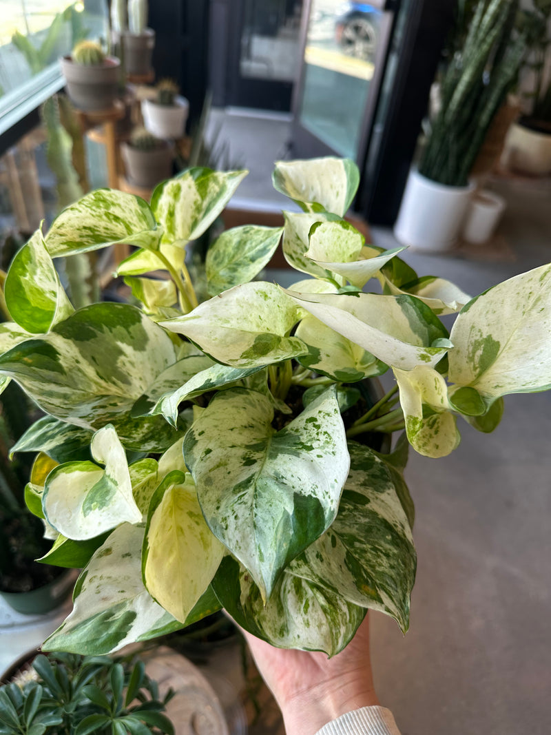 Pothos Manjula