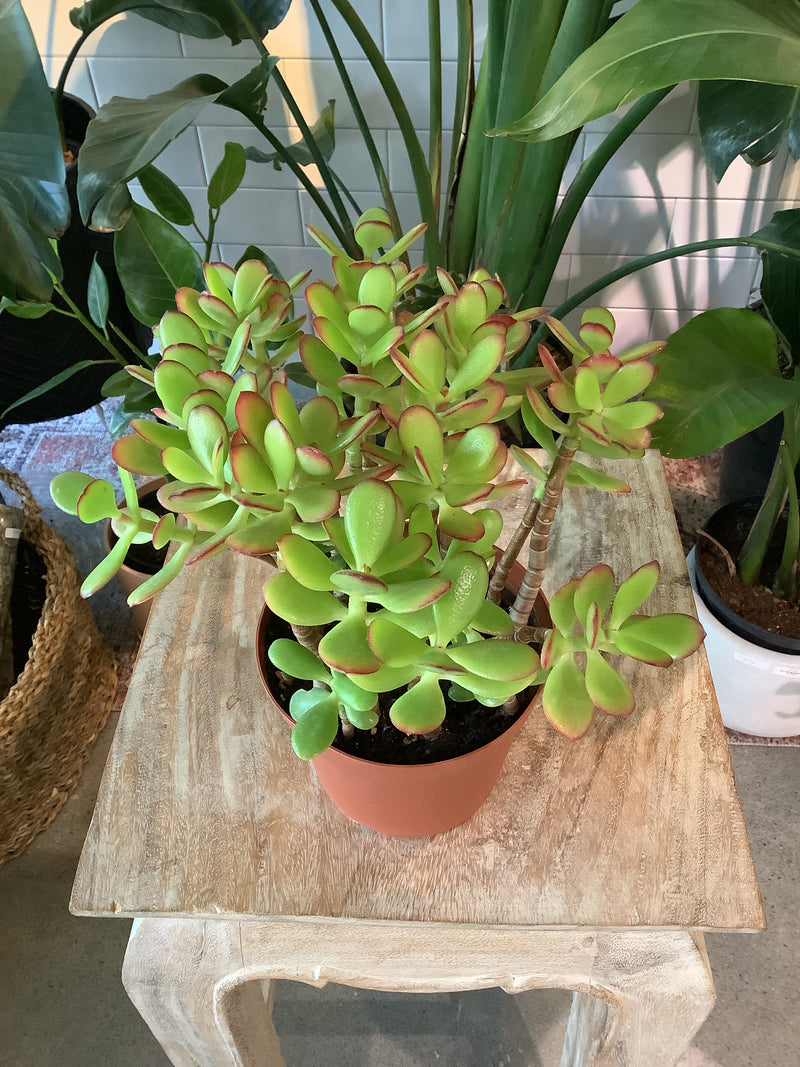 Crassula ovata ‘Crosby’s Compact’