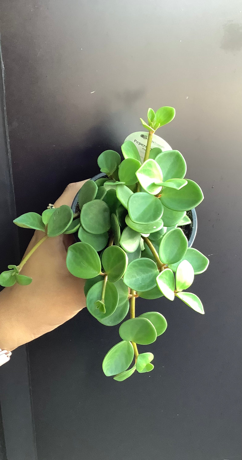 Peperomia Hope