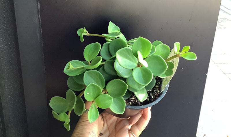 Peperomia Hope