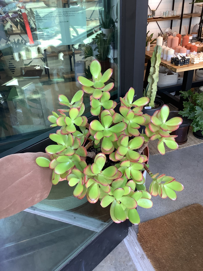 Crassula ovata ‘Crosby’s Compact’