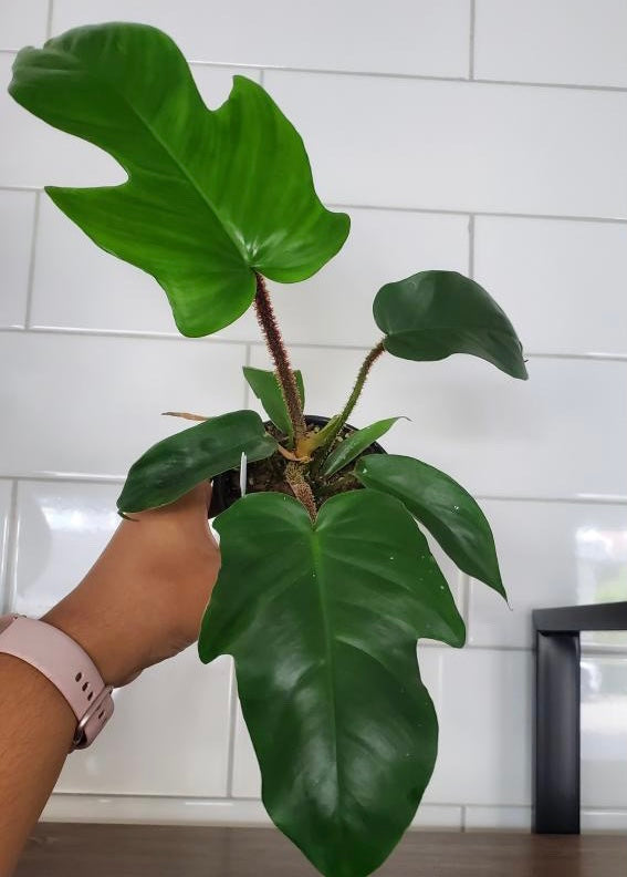 Philodendron Squamiferum Me Not Plants&Decor