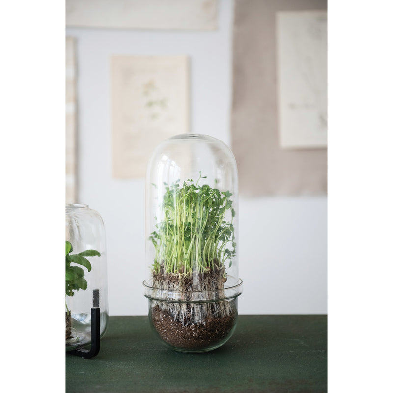 Glass Cloche / Terrarium