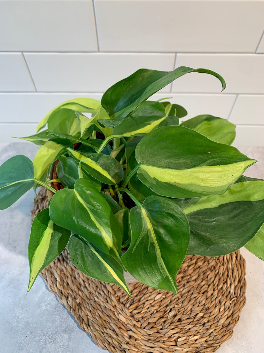 All Plants – Forget Me Not- Plants&Decor