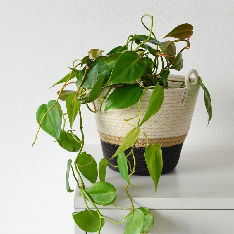 Planter | Jute . Holds 6in Plant