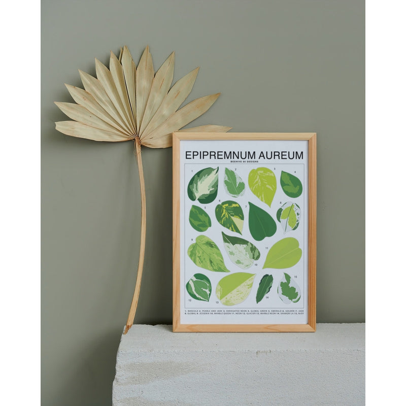Epipremnum Aureum (Pothos) ID Chart Houseplant Art Print