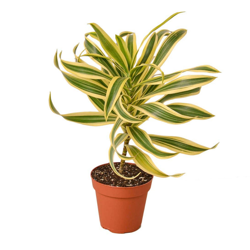 Dracaena Dragon Tree Twister