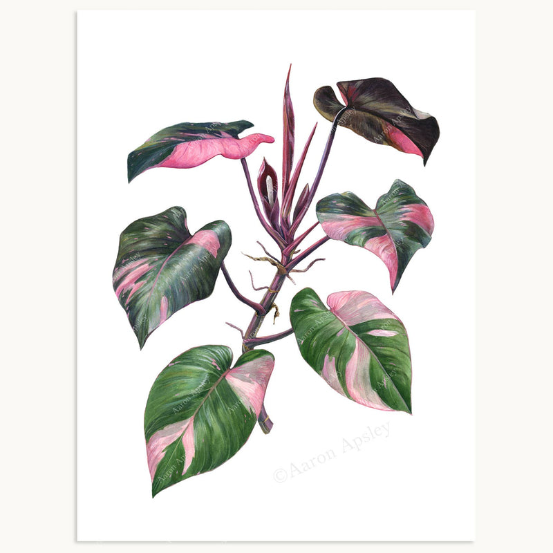 pink princess philodendron seattle Philodendron 'Pink Princess' Print – Forget Me Not- Plants&Decor