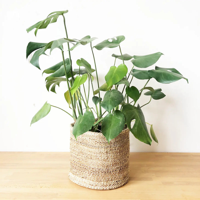 Banana Leaf Storage Basket