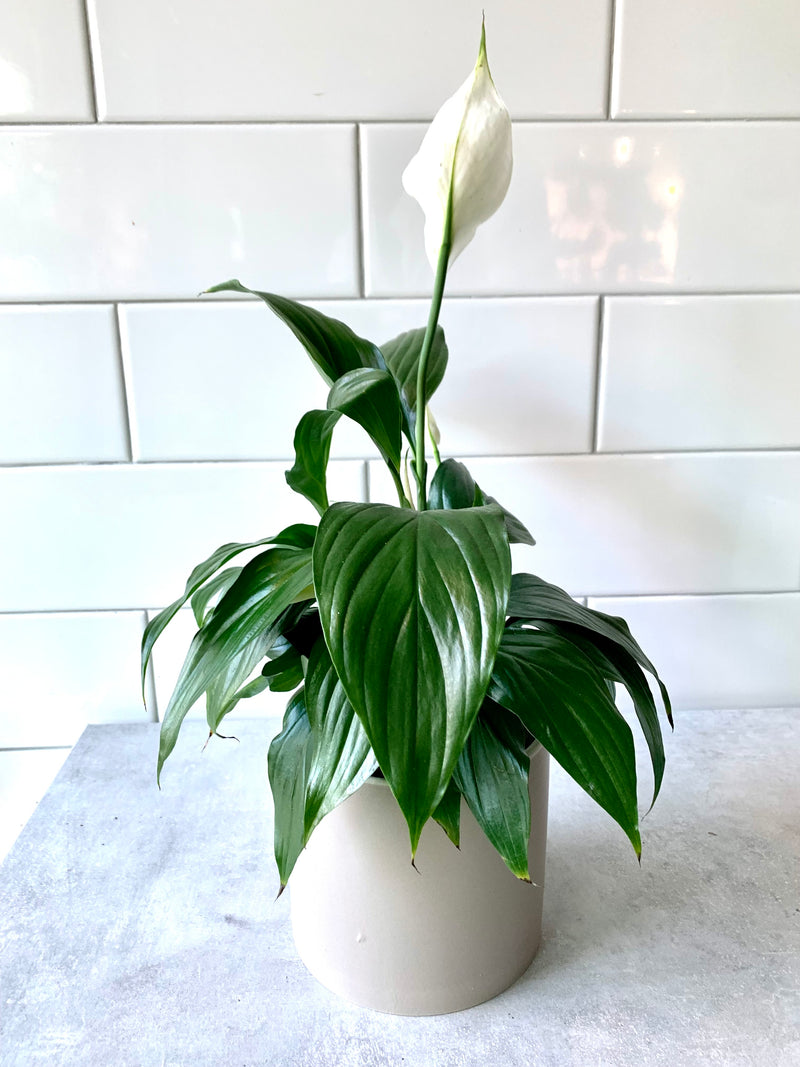 Spathiphyllum (Peace Lily)