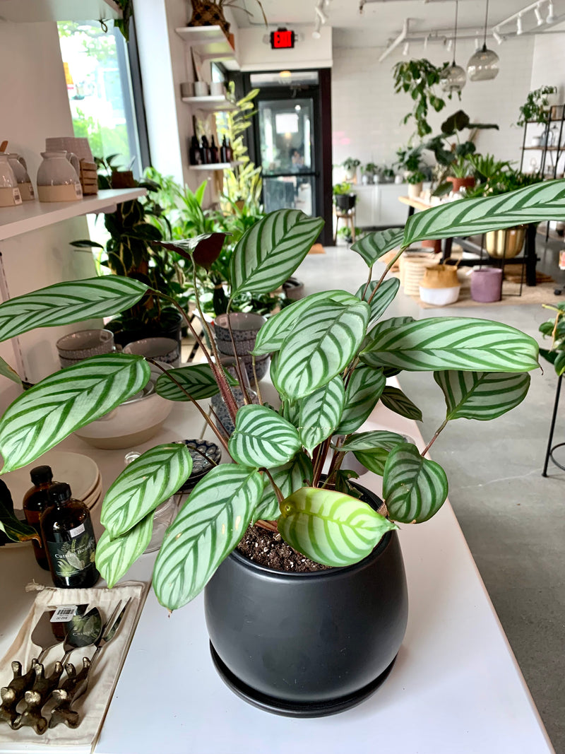 Ctenanthe | Lubbersiana