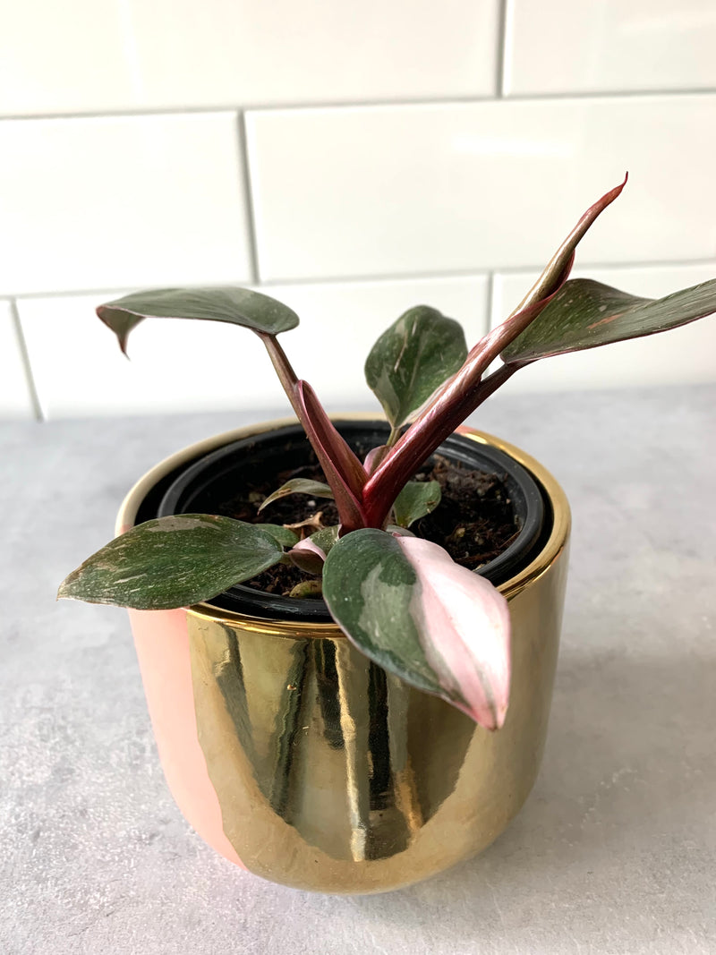 Philodendron Pink Princess