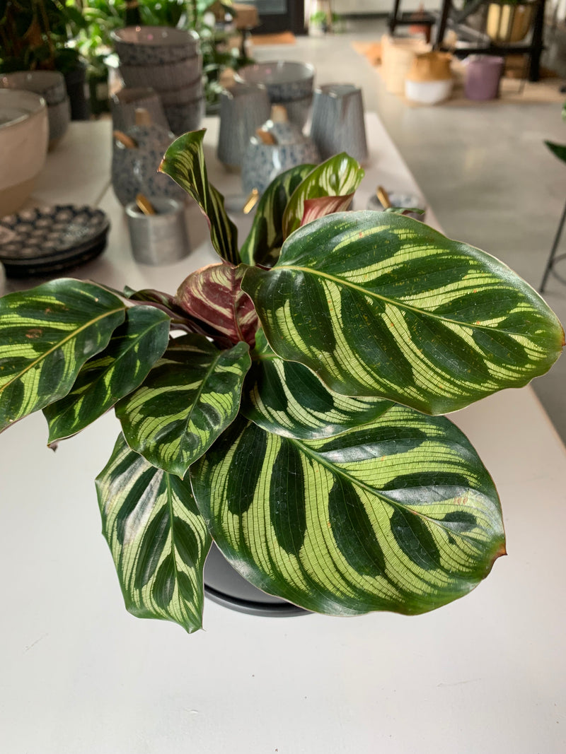 Calathea Makoyana