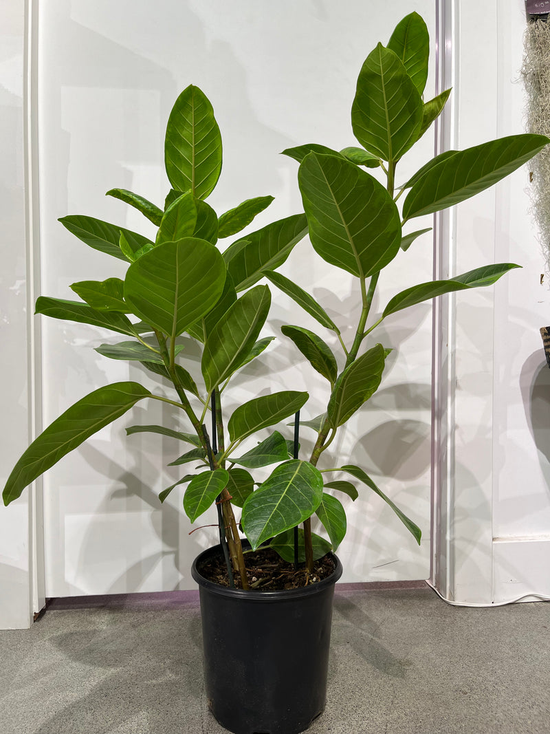 Ficus Altissima -