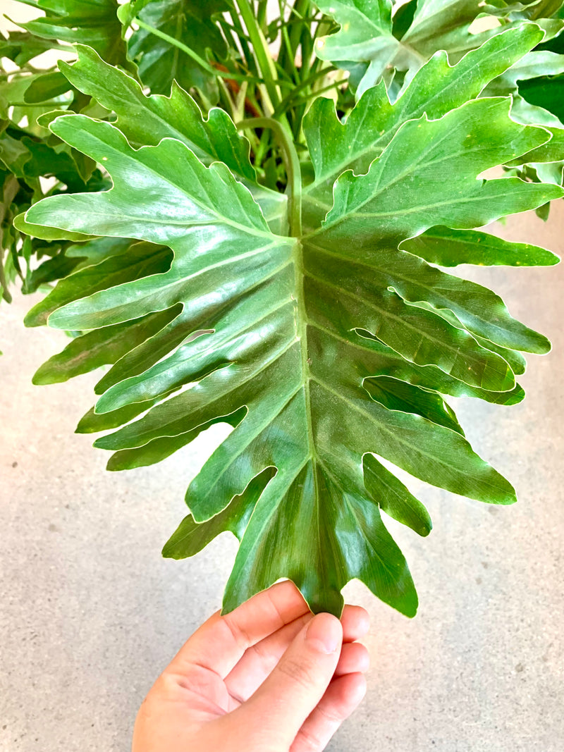 philodendron selloum shangri Philodendron Selloum |Lickety Split-Shangri La – Forget Me Not- Plants&Decor