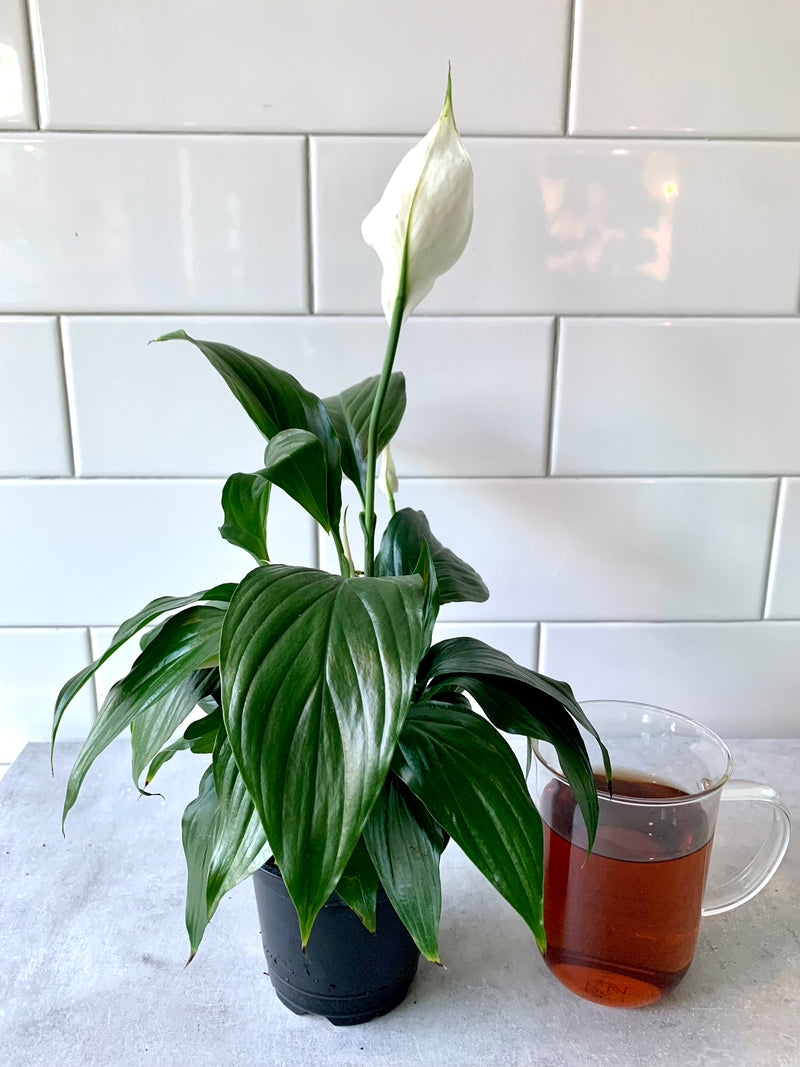 Spathiphyllum (Peace Lily)