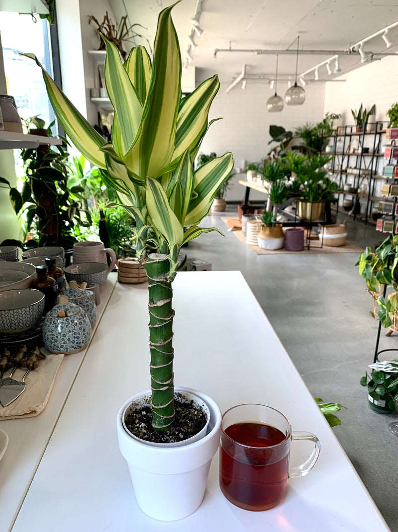 Dracaena Sted Sol Cane