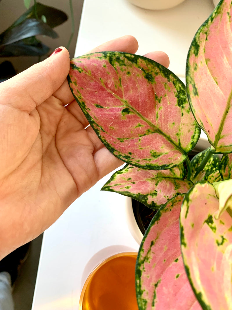 Aglaonema Cherry