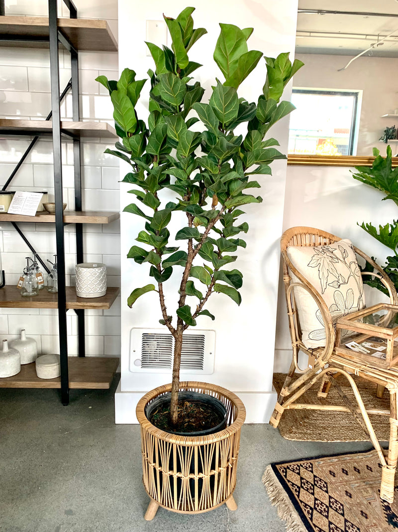 Ficus Lyrata "Bambino"- Little Fiddle "Bambino"