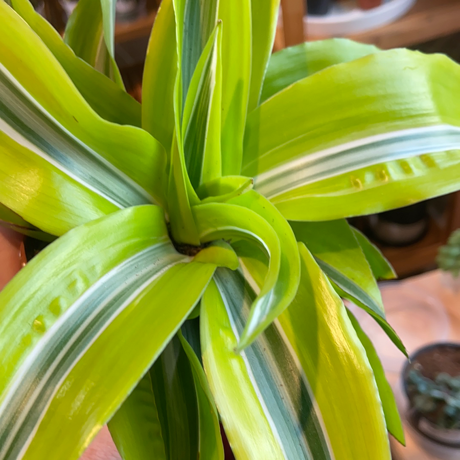 All Plants – Forget Me Not- Plants&Decor