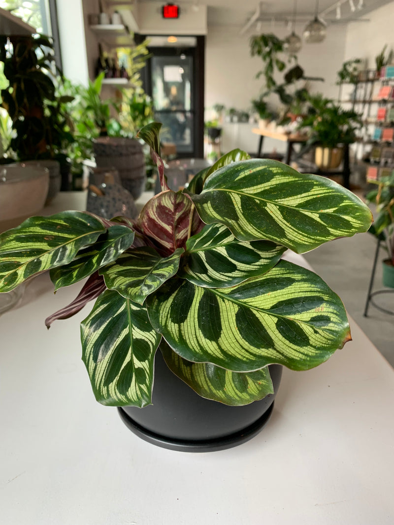 Calathea Makoyana