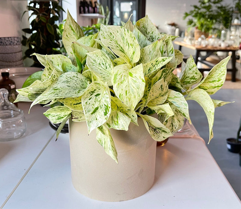 Pothos Snow Queen