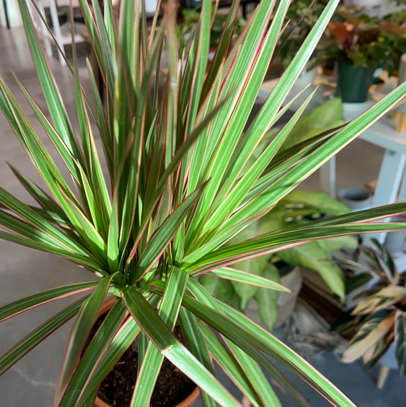 Dracaena Marginata Bicolor