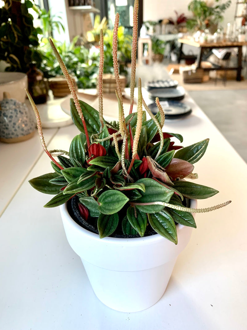 Peperomia Rosso