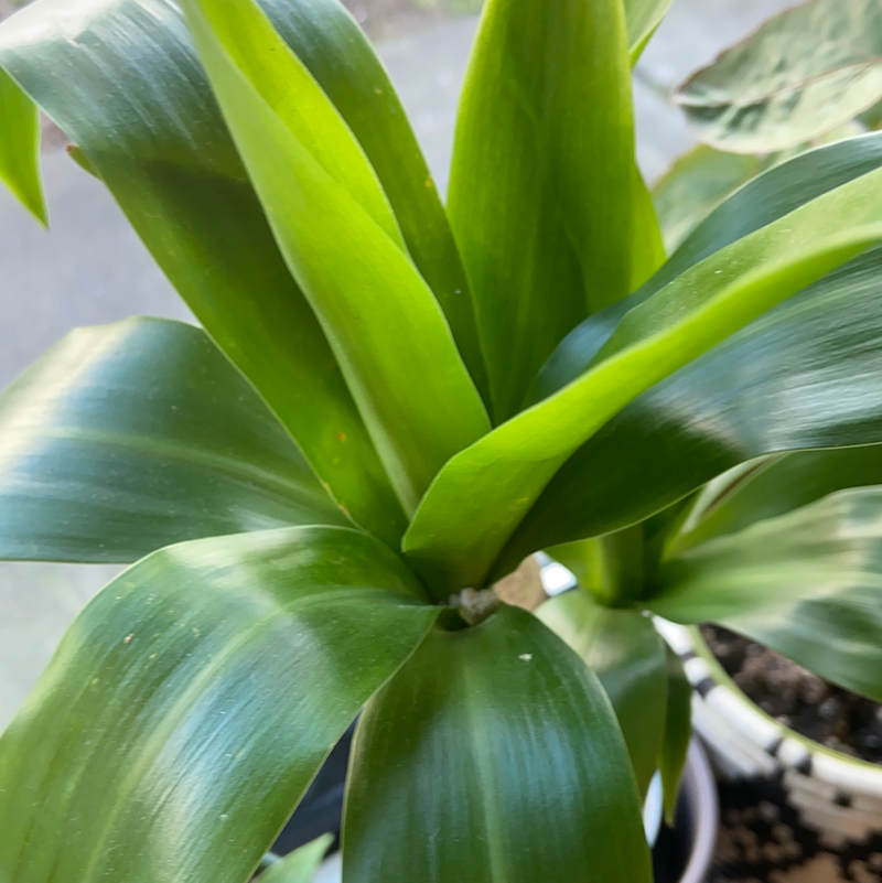 Dracaena Elegance Cane