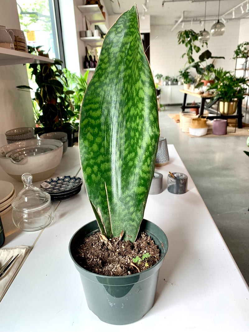 Sansevieria - Whale Fin