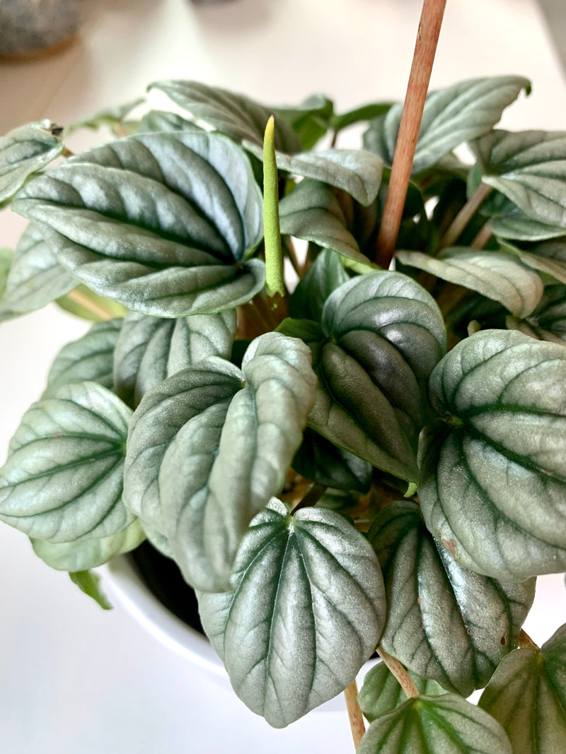 Peperomia Frost