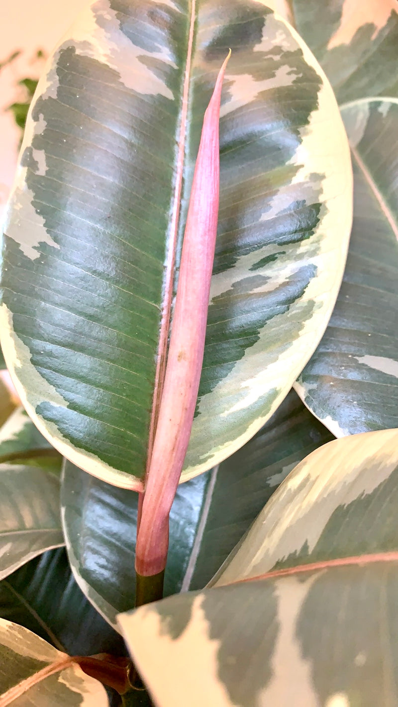 Ficus Elastica Tineke