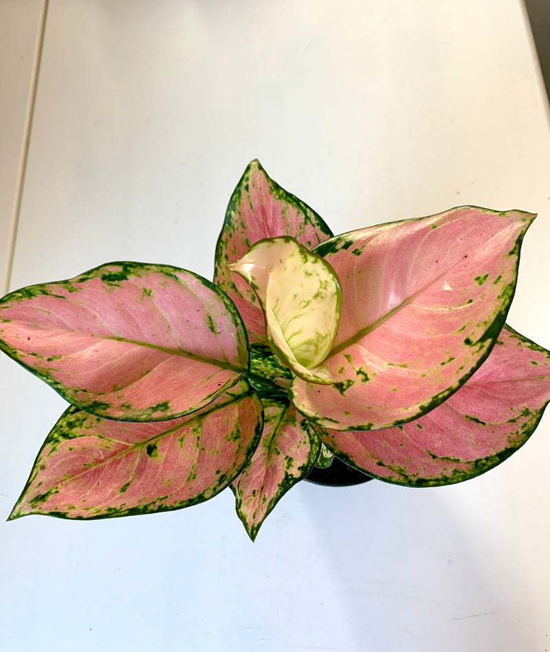 Aglaonema Cherry