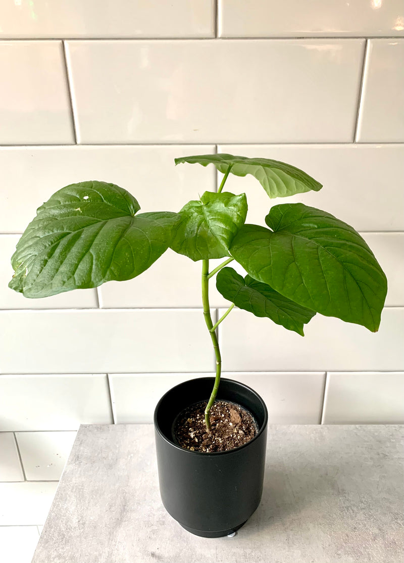 Ficus Umbellata