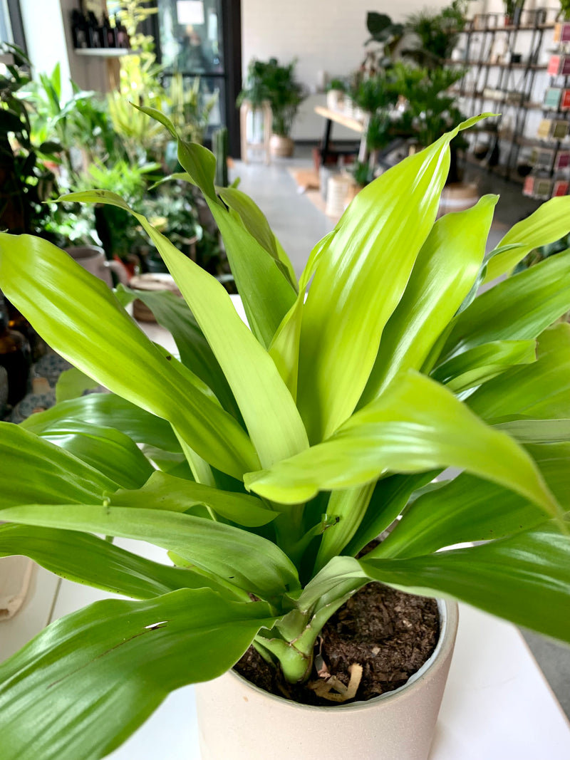 Dracaena Limelight