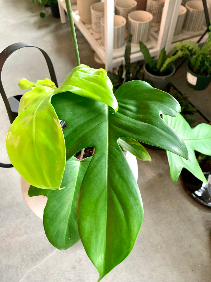 Philodendron Florida Beauty Green