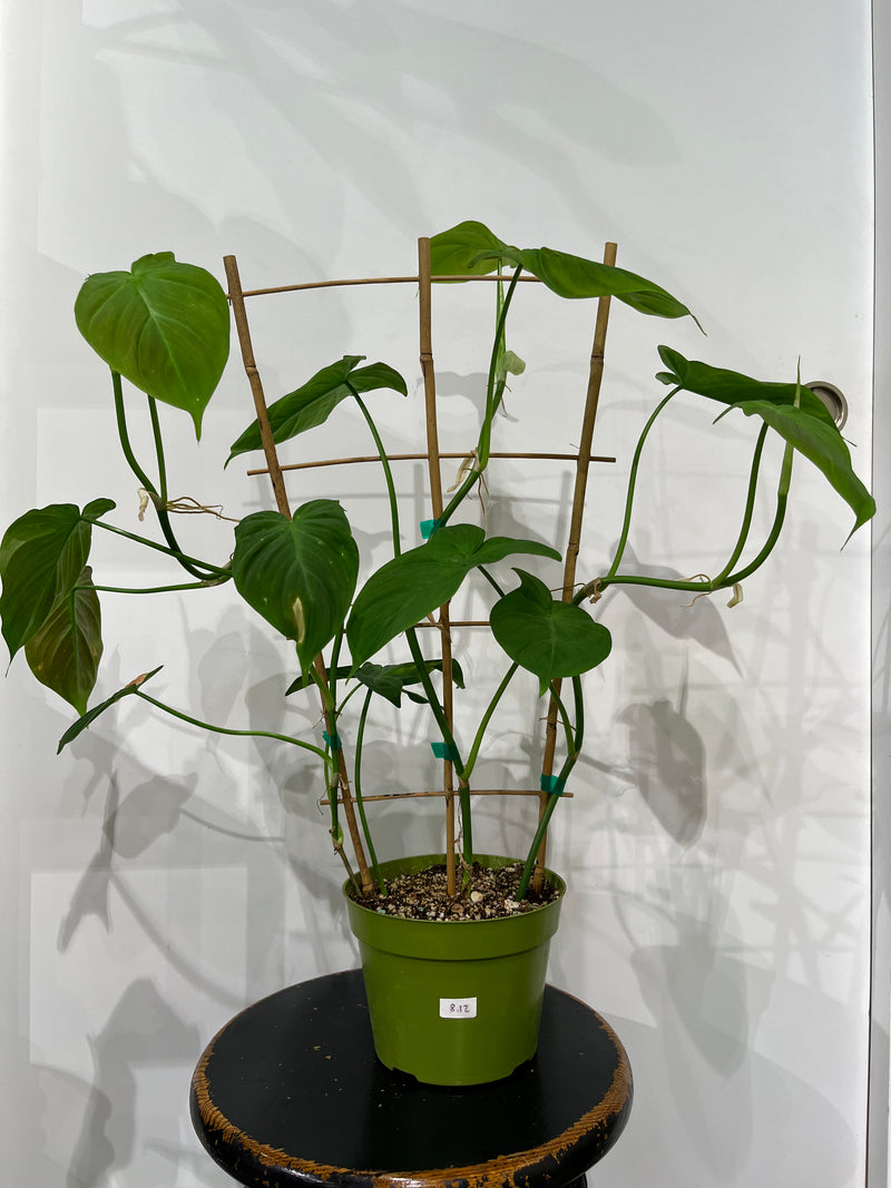 Philodendron | Camposportoanum