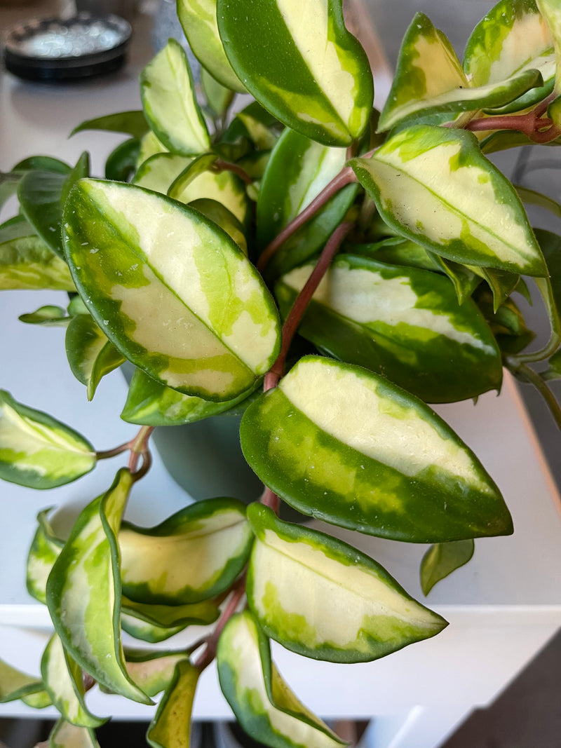 Hoya | Carnosa Tricolor “Krimson Princess”