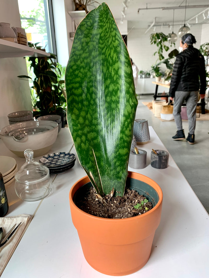 Sansevieria - Whale Fin