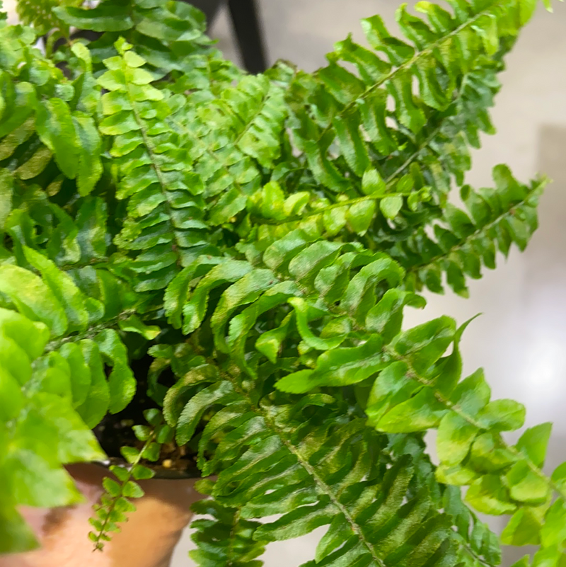 Boston Fern