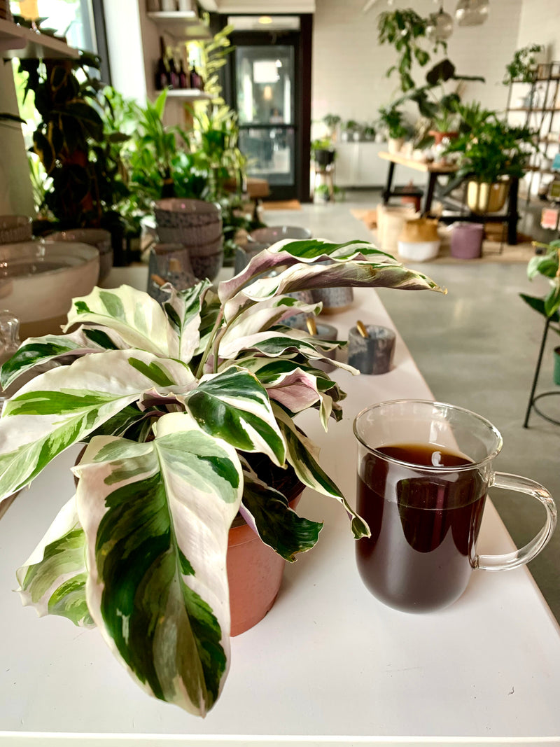 Calathea White Fusion