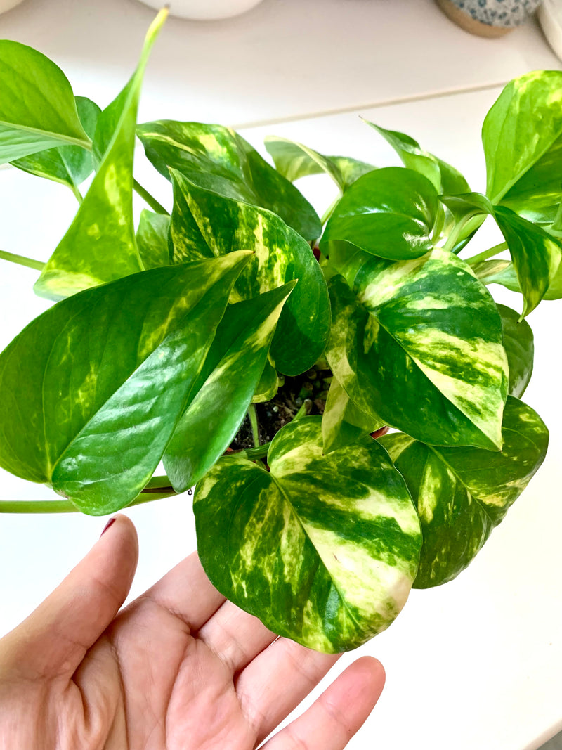 Pothos Golden