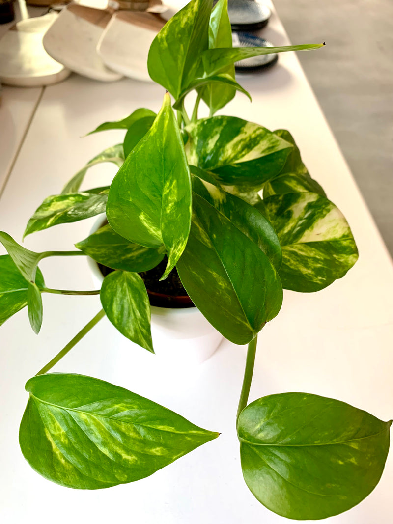 Pothos Golden