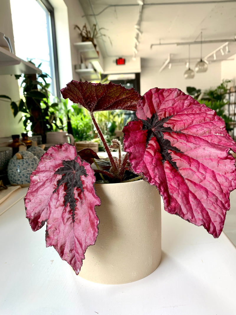 Begonia -Jurassic Rose Splash