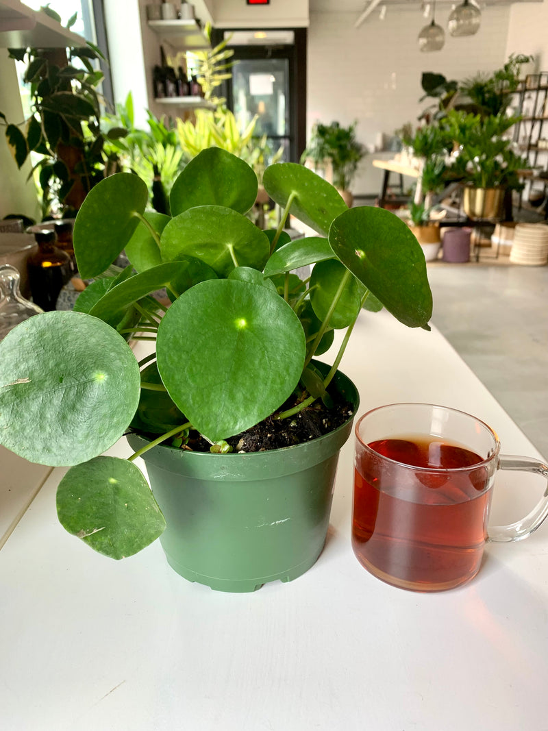 Pilea Peperemoide- Coin plant