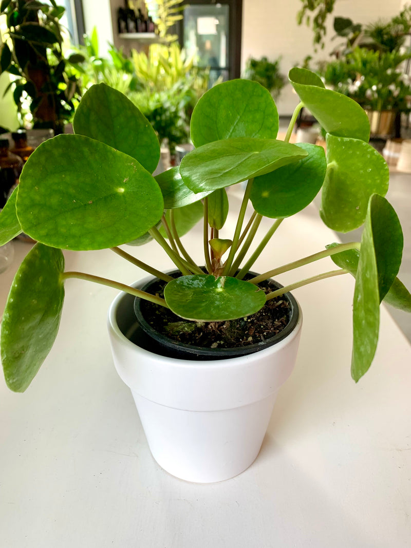 Pilea Peperemoide- Coin plant