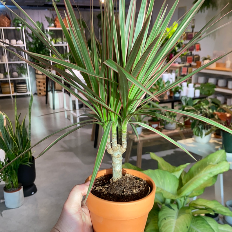 Dracaena Marginata Bicolor