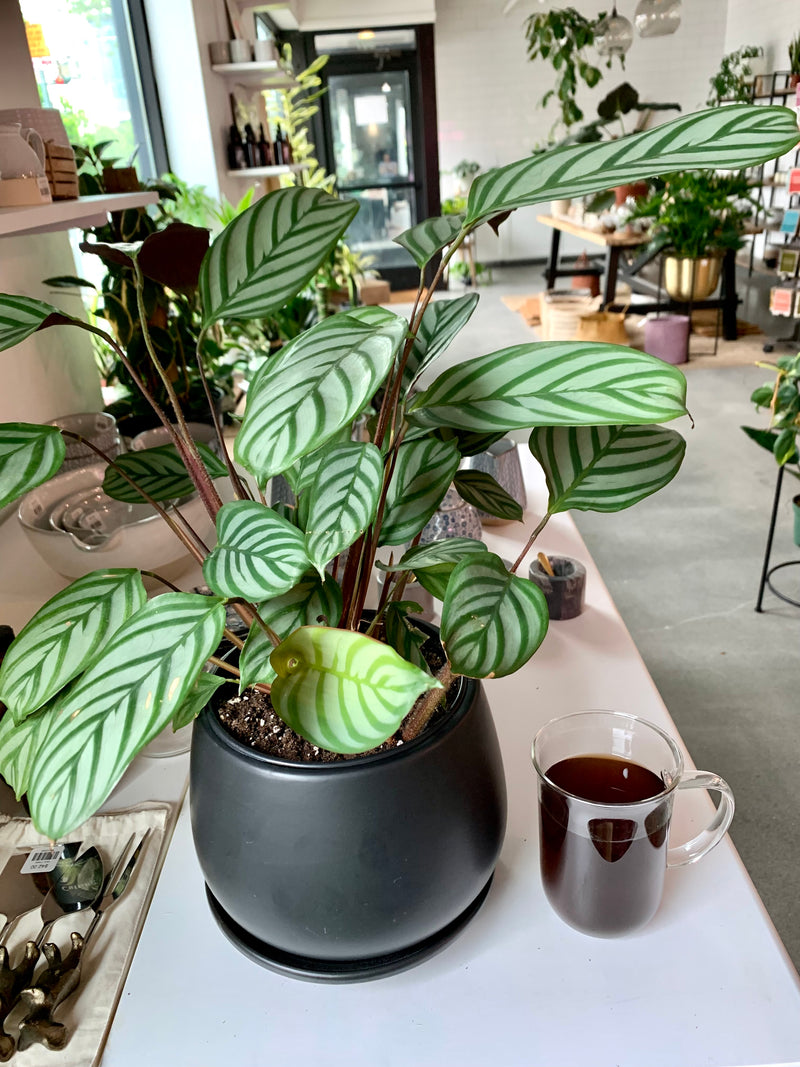 Ctenanthe | Lubbersiana