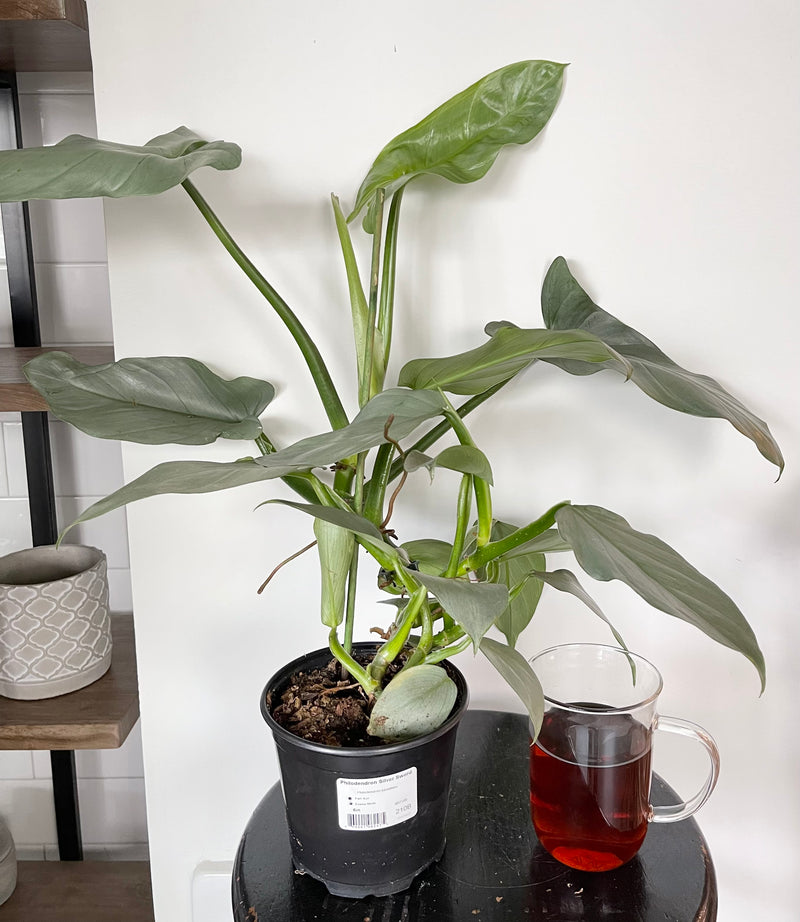 Philodendron Silver Sword